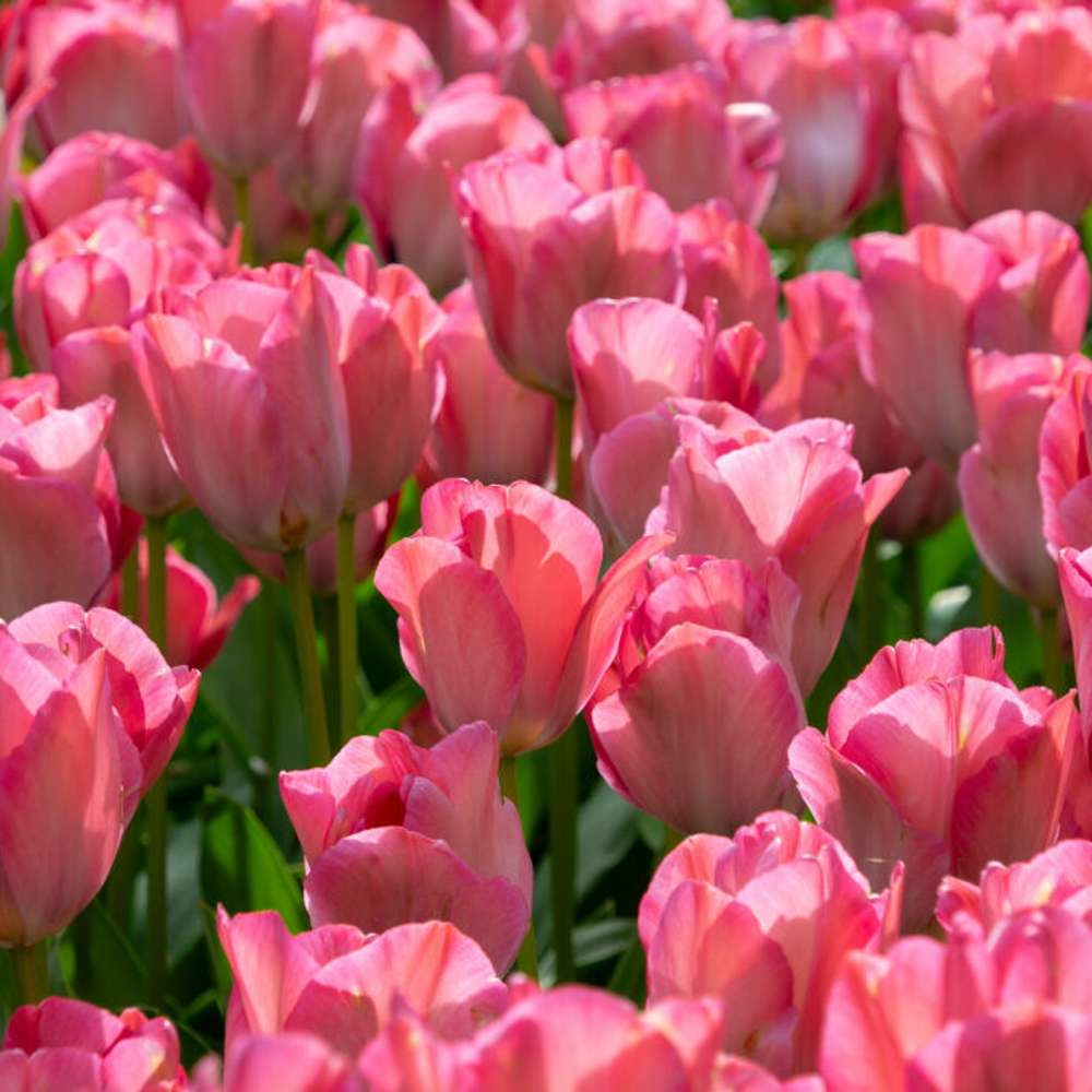 Tulpan 'Pink Sound'